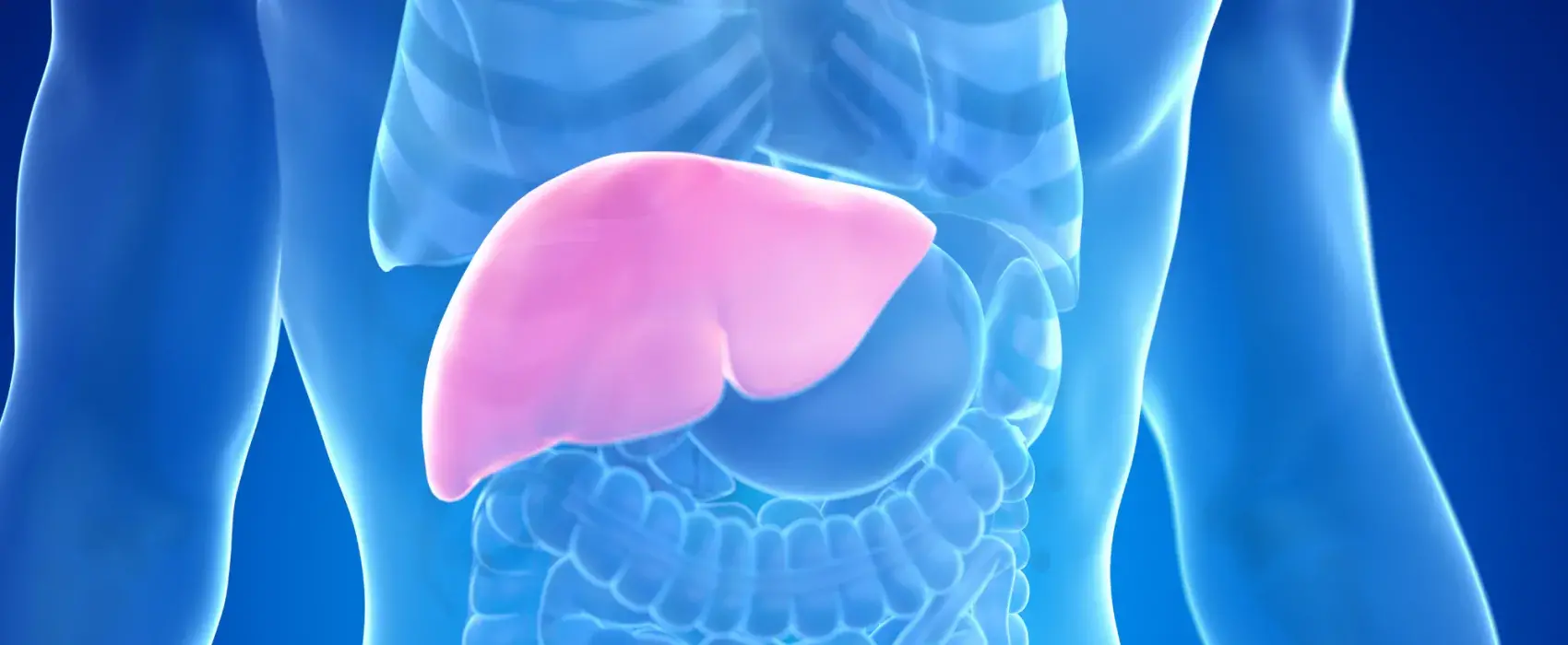 Image of liver inside the human body